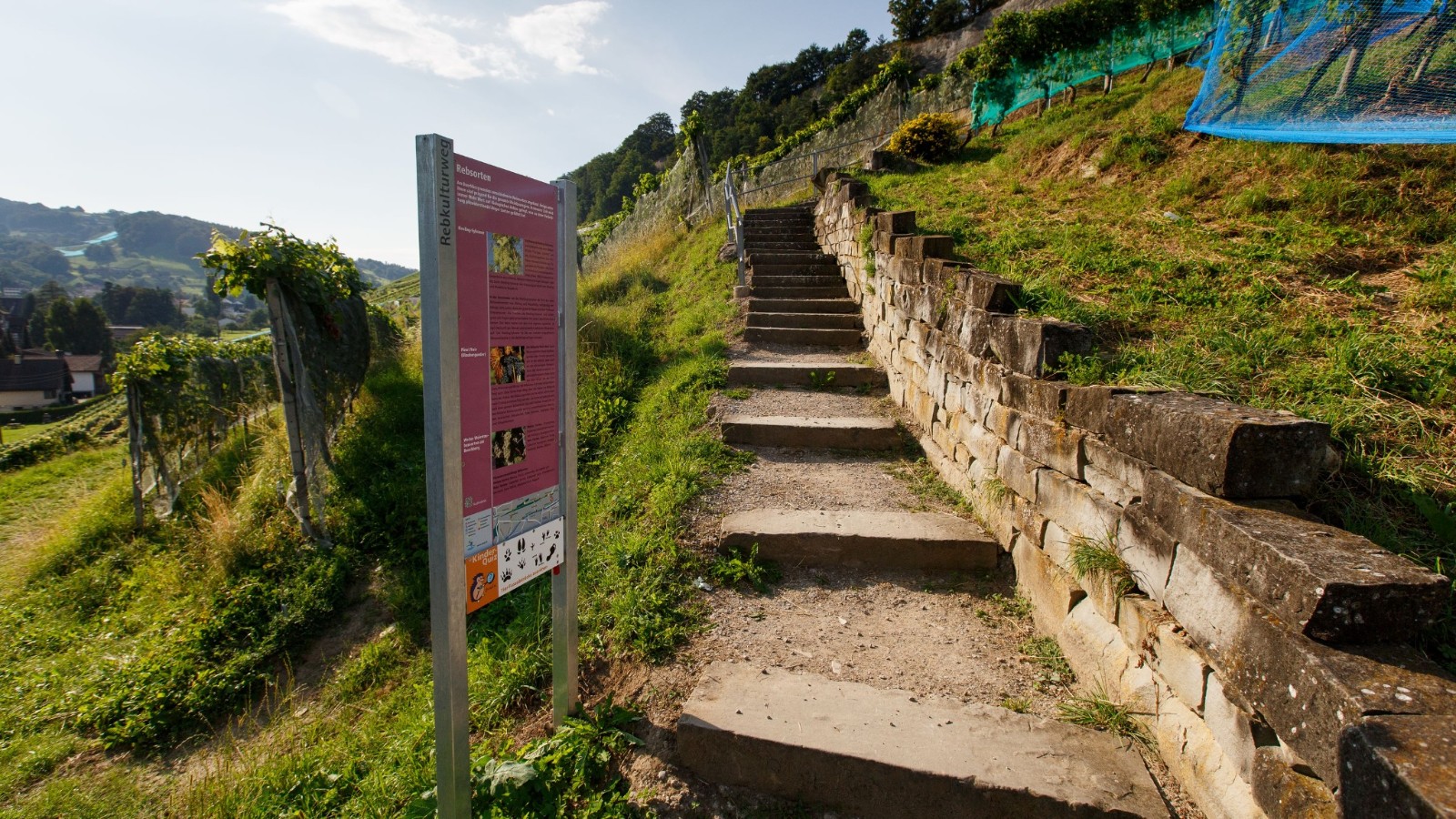 Rebkulturweg Thal.jpg